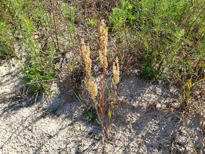 Rumex hastatulus, photographed by Arturo Santos