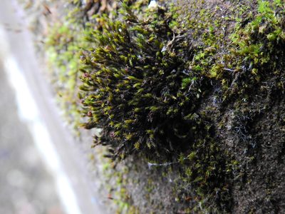 Schistidium crassipilum, photographed by Susan Marley