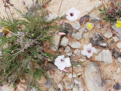Linum appressum, photographed by David Delon