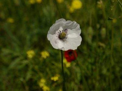 Papaver albiflorum, photographed by Roman