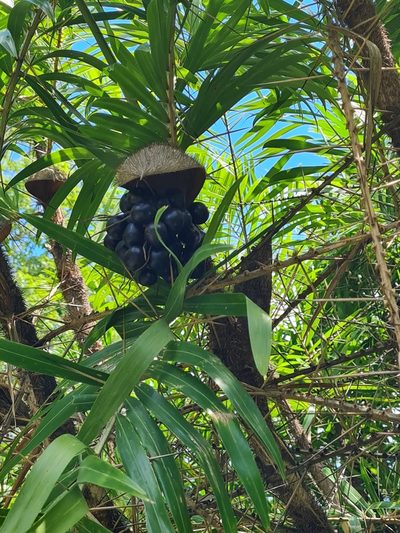 Bactris guineensis, photographed by Anthony Batista