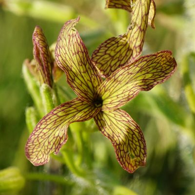 Hesperis tristis, photographed by Patrick Hacker