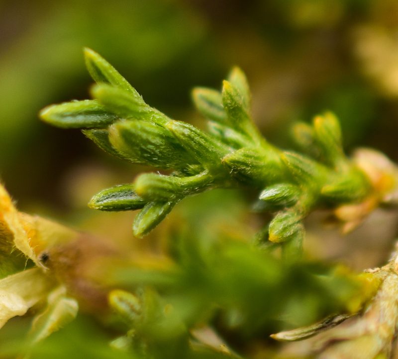 Anarthrophyllum cumingii, photographed by Nicolás Villaseca Merino