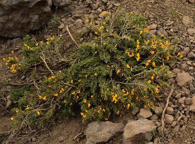 Anarthrophyllum cumingii, photographed by Nicolás Villaseca Merino