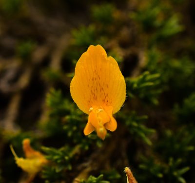 Anarthrophyllum cumingii, photographed by Nicolás Villaseca Merino