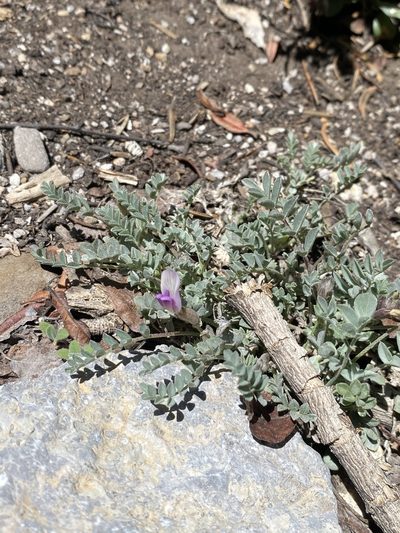 Astragalus piutensis, photographed by Matt Berger