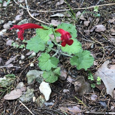 Salvia roemeriana, photographed by Clifton Ladd, C.W.B.