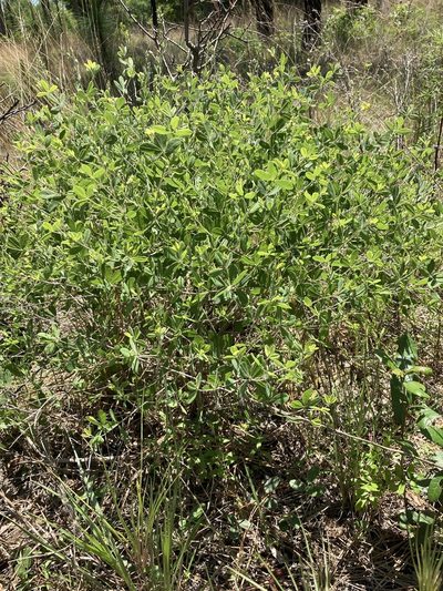 Baptisia lecontei, photographed by meflowers900