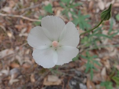 Callirhoe pedata, photographed by Clifton Ladd, C.W.B.
