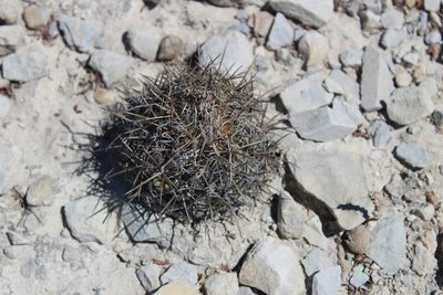 Coryphantha salinensis, photographed by Francisco Martínez González