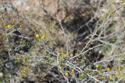 Vachellia vernicosa, photographed by Francisco Martínez González