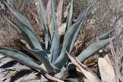 Agave asperrima, photographed by Francisco Martínez González