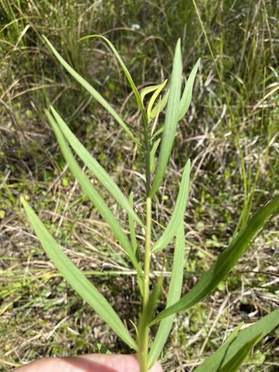 Euthamia weakleyi, photographed by Alan Weakley