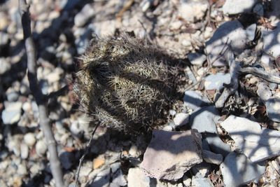 Coryphantha nickelsiae, photographed by Francisco Martínez González