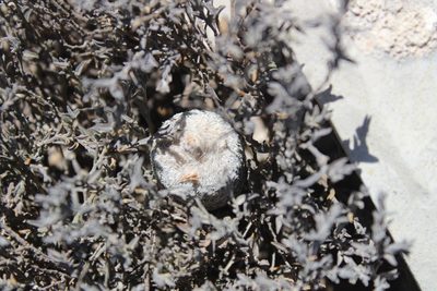 Epithelantha pachyrhiza, photographed by Francisco Martínez González