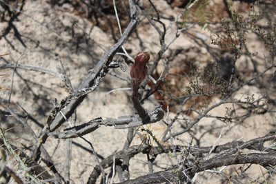 Peniocereus greggii