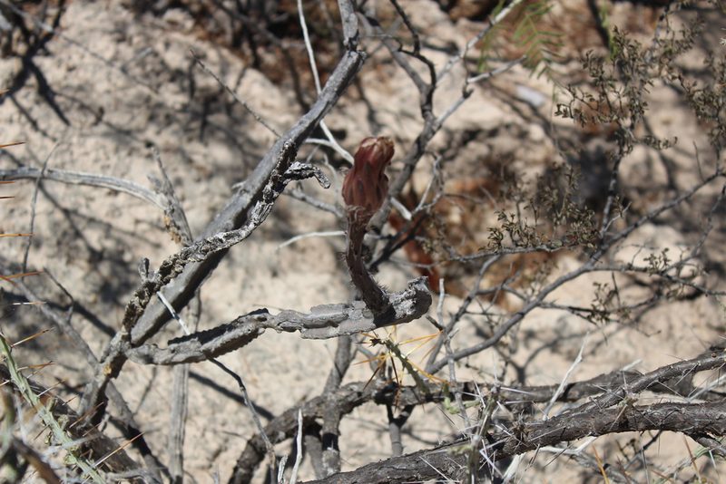 Peniocereus greggii, photographed by Francisco Martínez González