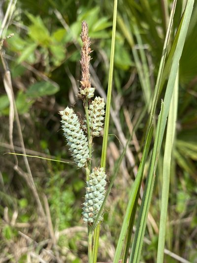 Carex verrucosa, photographed by Alan Weakley