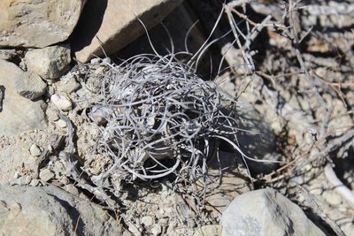 Astrophytum capricorne, photographed by Francisco Martínez González