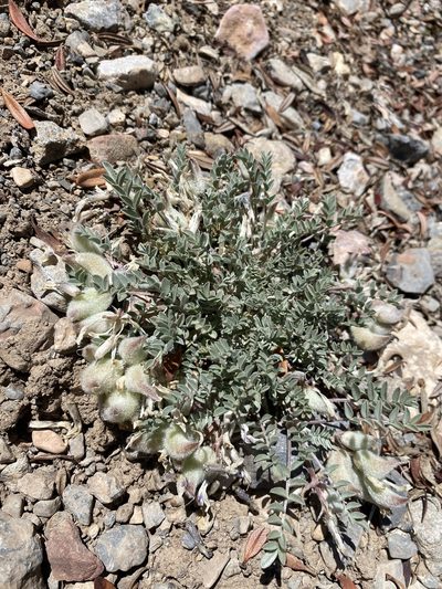Astragalus piutensis, photographed by Matt Berger
