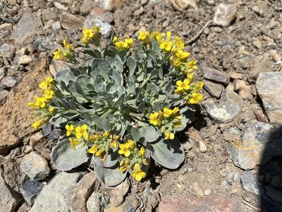 Physaria chambersii, photographed by Matt Berger