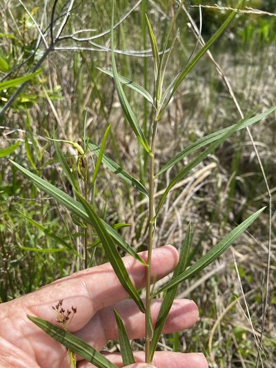 Euthamia weakleyi, photographed by Alan Weakley