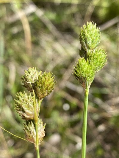 Carex vexans, photographed by Alan Weakley