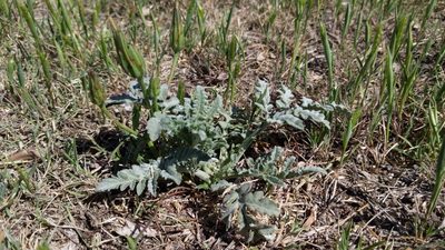 Ambrosia grayi