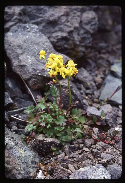 Packera flettii, photographed by Ed Alverson