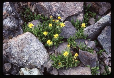 Tonestus lyallii, photographed by Ed Alverson