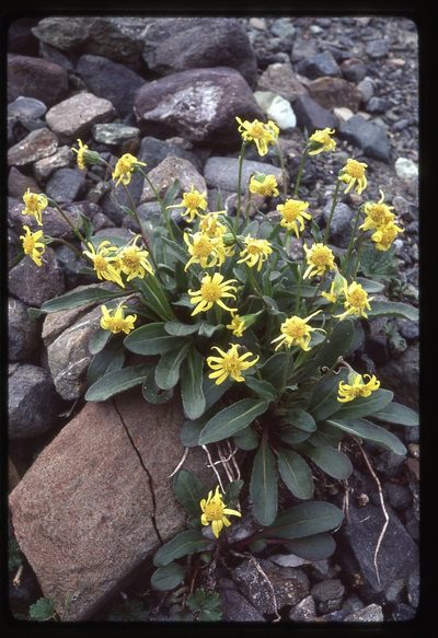Senecio neowebsteri, photographed by Ed Alverson
