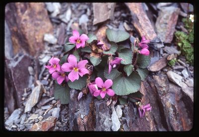 Viola flettii, photographed by Ed Alverson