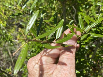 Ilex myrtifolia, photographed by Alan Weakley