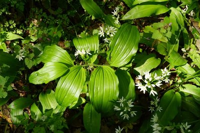 Polygonatum latifolium, photographed by Patrick Hacker