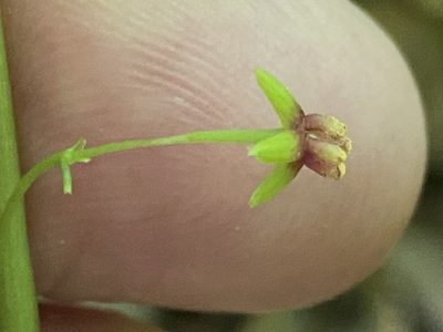 Croomia pauciflora, photographed by Brian Finzel