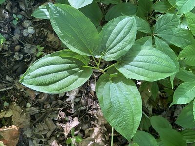Croomia pauciflora, photographed by Brian Finzel