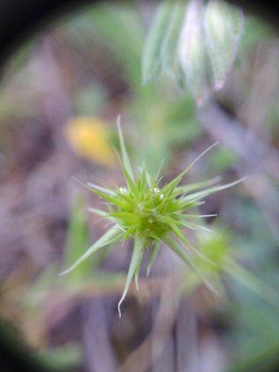 Echinaria capitata, photographed by ARBA Tres Cantos