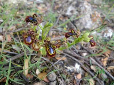 Ophrys speculum, photographed by ARBA Tres Cantos
