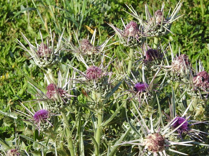 Silybum eburneum, photographed by Aissa Djamel Filali
