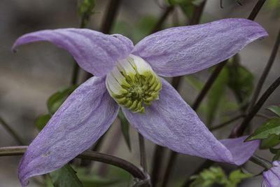 Clematis columbiana, photographed by Craig Martin
