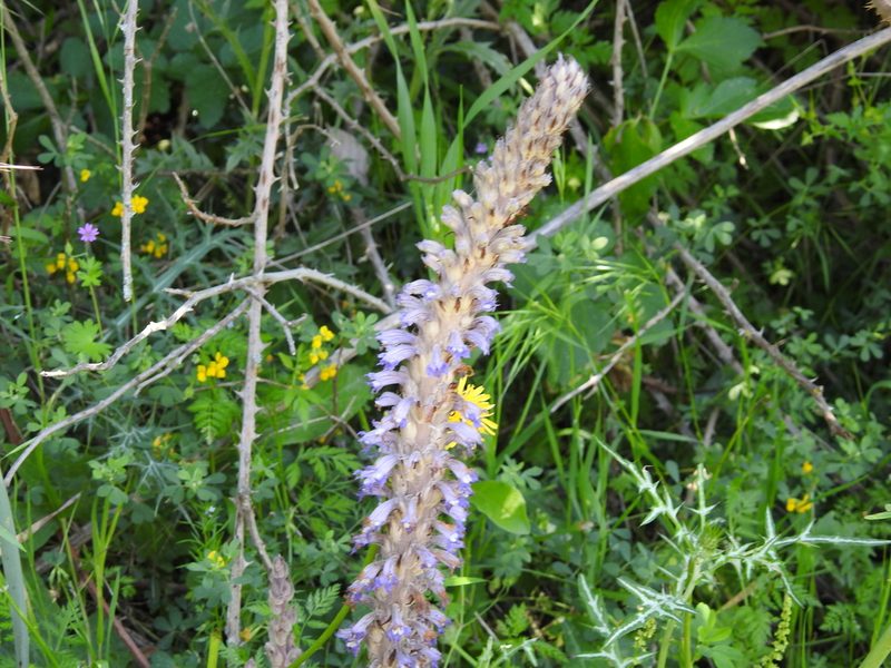 Orobanche schultzii, photographed by Aissa Djamel Filali