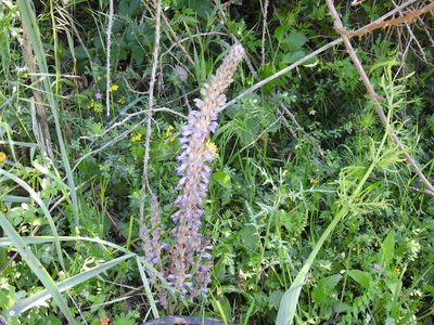 Orobanche schultzii, photographed by Aissa Djamel Filali