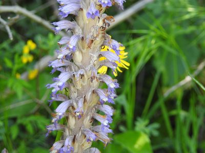 Orobanche schultzii, photographed by Aissa Djamel Filali