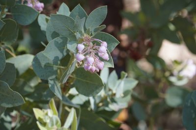 Arctostaphylos pringlei, photographed by Sean Krieg