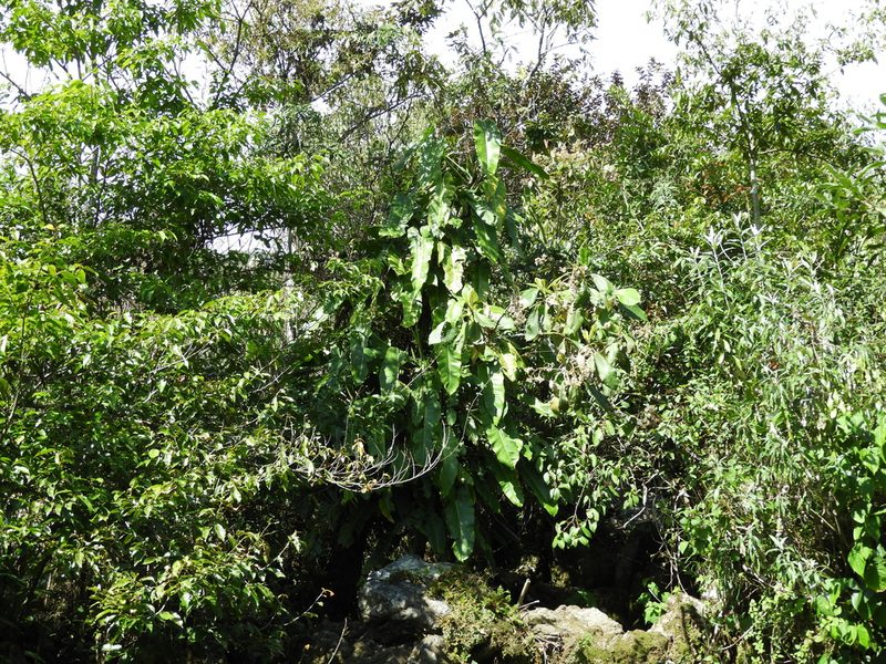 Philodendron sagittifolium, photographed by Leticia Jiménez Hernández