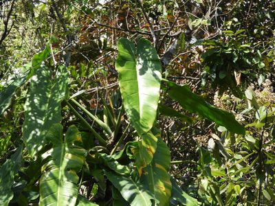 Philodendron sagittifolium, photographed by Leticia Jiménez Hernández