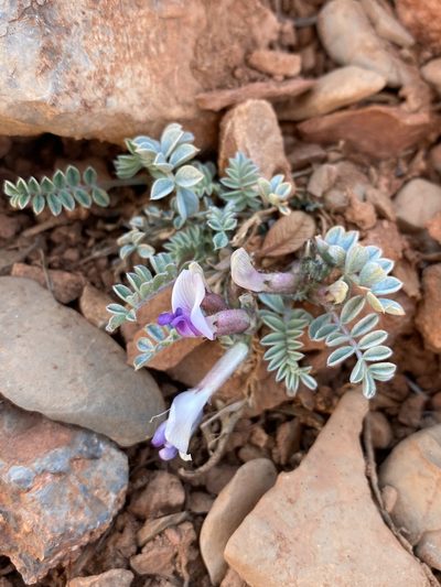 Astragalus piutensis, photographed by Matt Berger