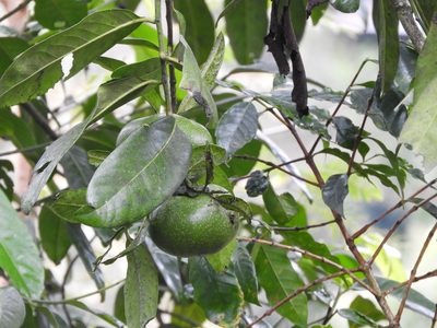 Diospyros nigra, photographed by Leticia Jiménez Hernández
