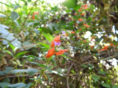 Cuphea schumannii, photographed by Leticia Jiménez Hernández
