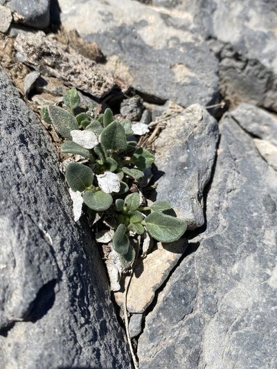 Abronia nana, photographed by Matt Berger